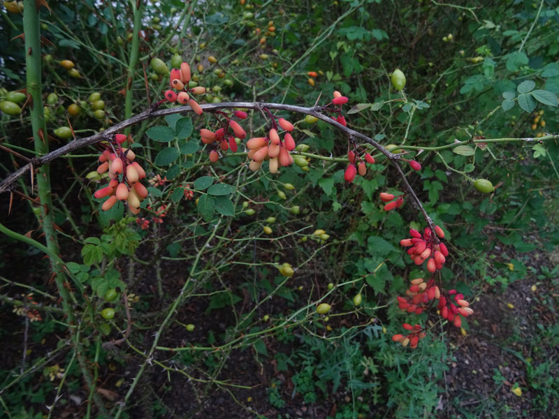 Berberis vulgaris - Berberidaceae: Crespino comune